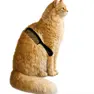 Animal Games, Comb the cat, Games-kids.com
