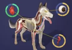 Animal Games, Create Pet God Mode, Games-kids.com