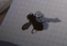 Boys Games, Fly for Fly, Games-kids.com